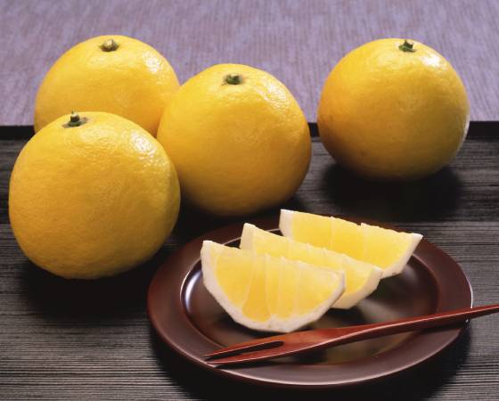 【予約】日向夏　2.2kg(11～13個)　JAみやざき ※出荷時期：3月中旬～下旬