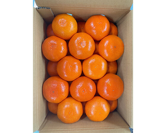 【予約】金時紅みかん　2.5kg(20～30個)　※出荷時期：12月中旬～12月下旬