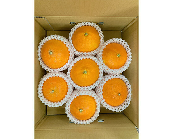 【予約】紅まどんな　1.7㎏（6～10個）　※出荷時期：12月上旬～12月下旬