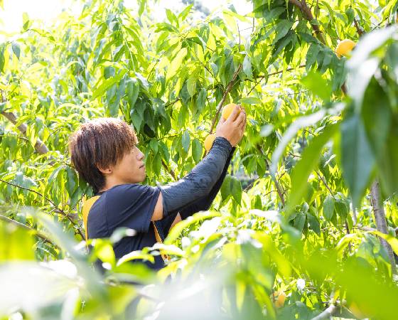 【予約】山形県産 硬い黄桃 秀品 約3kg　※出荷時期：9月10日～10月上旬