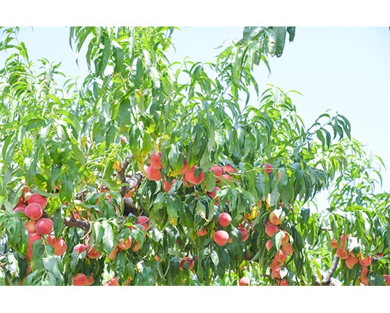 山梨県産　ピンク桃　2.4kg（9玉）　※出荷時期：7月上旬～7月下旬