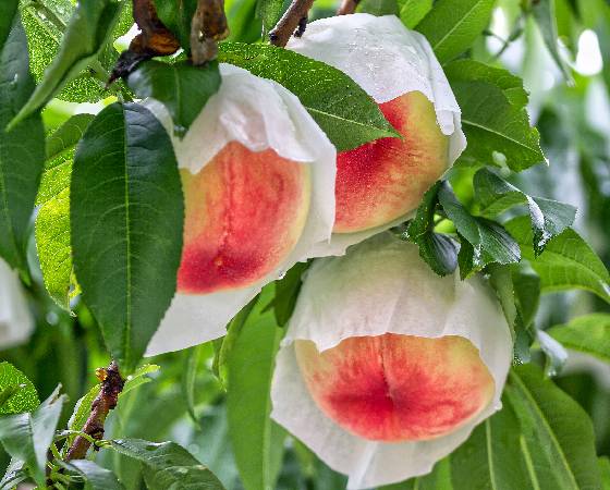 福島県産　ミスピーチ　桃　1.6kg（6玉）　※出荷時期：7月中旬～8月中旬