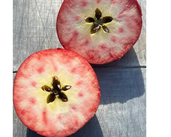 美紅　りんご・家庭用（3kg・6～9玉)【いっちゃん林檎農園】