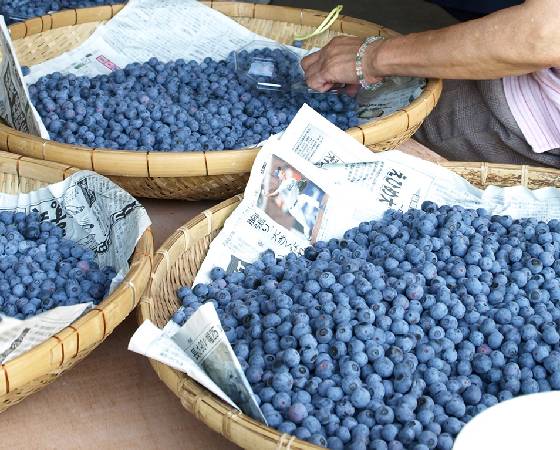 愛媛県産　冷凍完熟ブルーベリー　1kg