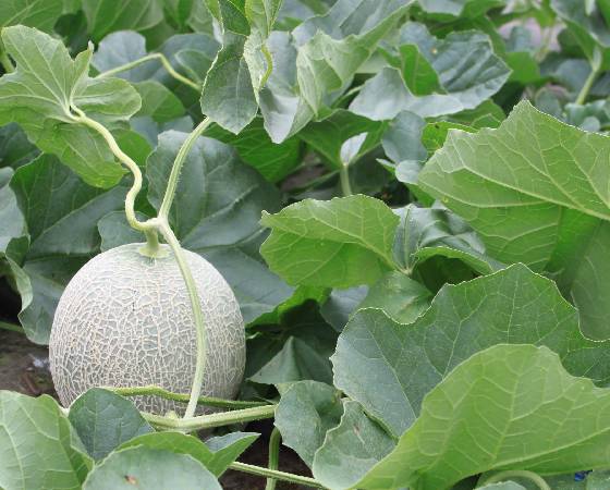 【予約】夕張メロン　1.5kg(1個)　※出荷時期：6月下旬～7月上旬