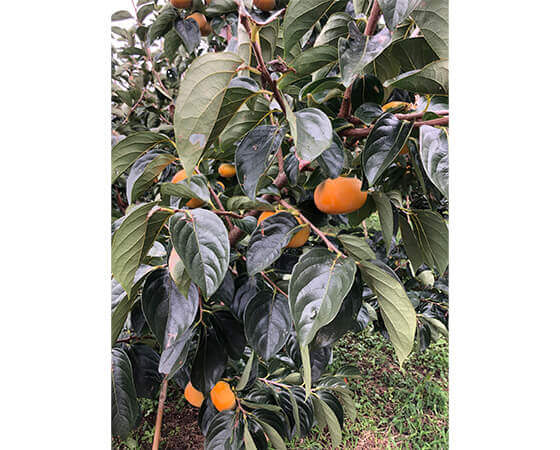 【予約】たねなし柿　1.8kg(9～12個)　※出荷時期：10月中旬～10月下旬