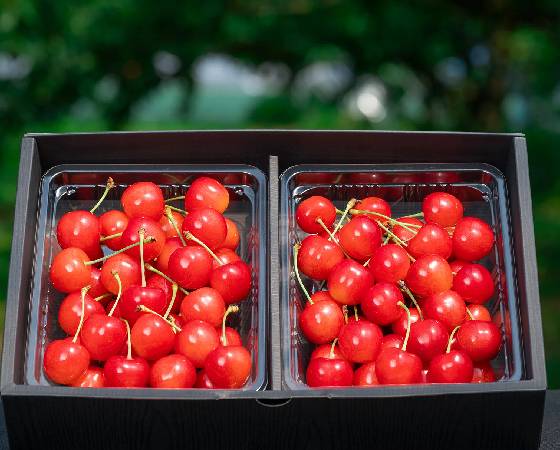 【予約】農林水産大臣賞受賞 山形県産 さくらんぼ 特秀品 Lサイズ以上 600g