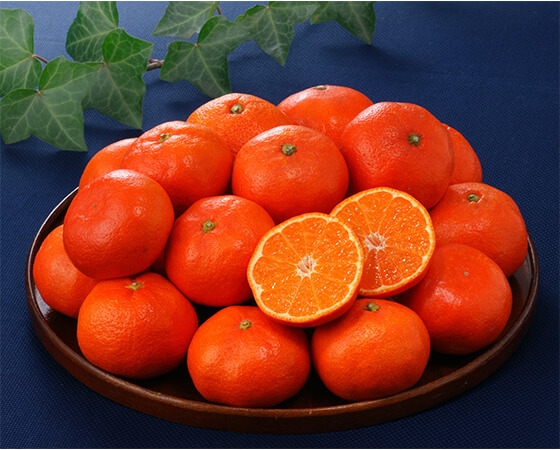 【予約】金時紅みかん　2.5kg(20～30個)　※出荷時期：12月中旬～12月下旬