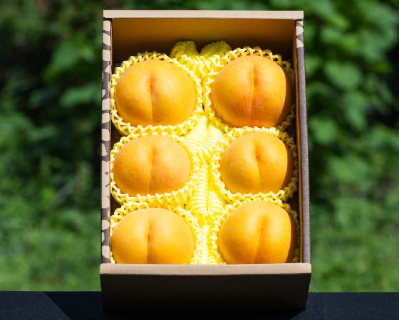 【予約】山形県産 硬い黄桃 秀品 約2kg　　※出荷時期：9月10日～10月上旬