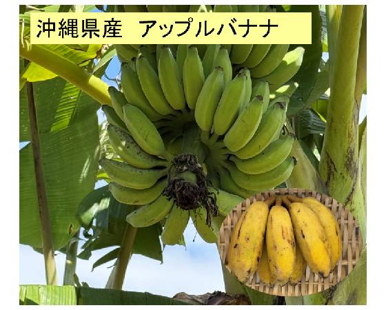 沖縄県産　アップルバナナ　1kg（8本前後）