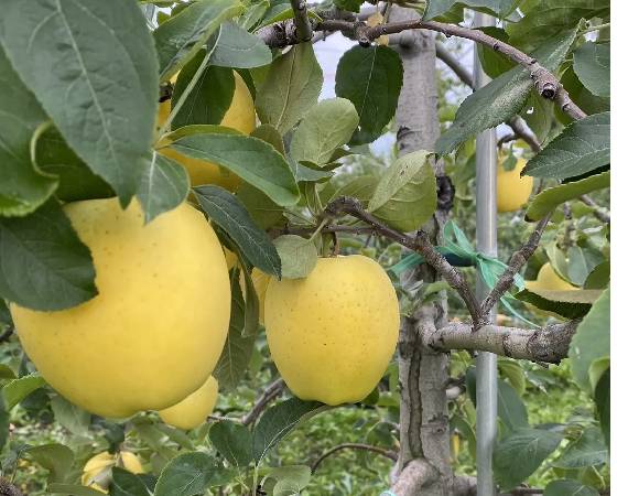 【予約】メルシー　夏りんご　家庭用規格（3kg・7～12玉)【いっちゃん林檎農園】　※出荷時期：8月上旬
