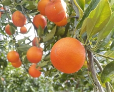 みかんのみっちゃん農園　セミノールオレンジ 5kg