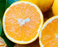 希少な国産バレンシアオレンジ 3kg(18～21個前後）　【みかんのみっちゃん農園】