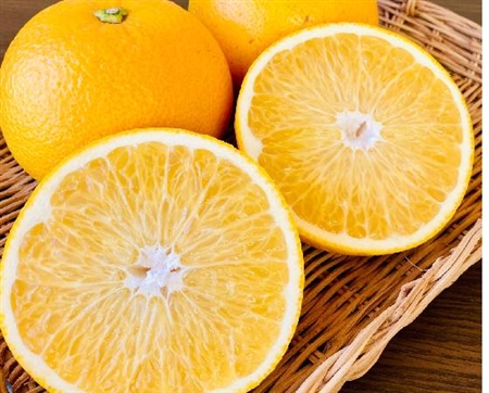 はっさく 10kg【みかんのみっちゃん農園】