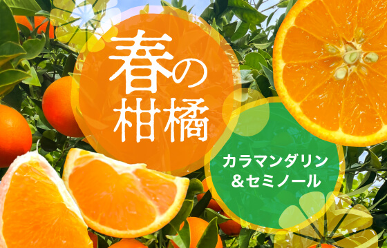 春の柑橘